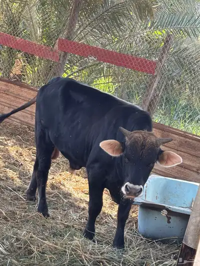 عجول حبتين الماني و جرسي index