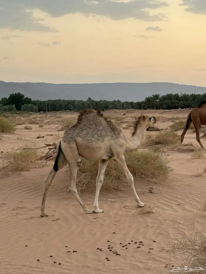 حاشي لباني سمين 2