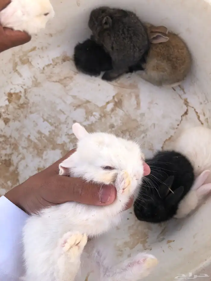 للبيع ارانب فرنسي و عادي لا يجيني لا الصامل لان ينضر تحت25 2