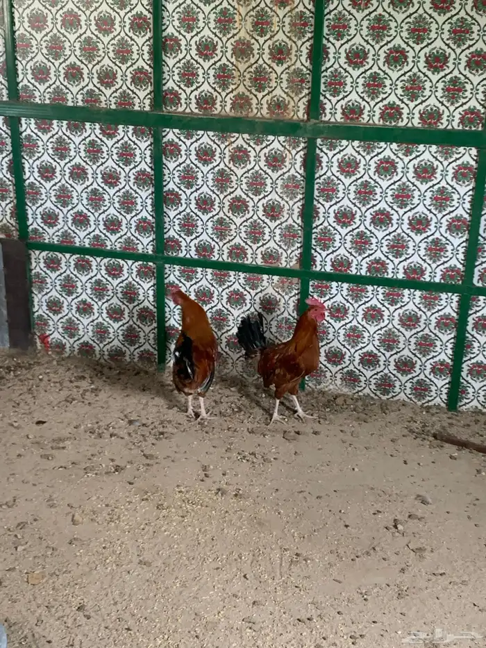 ديكين للبيع العدد  2 1