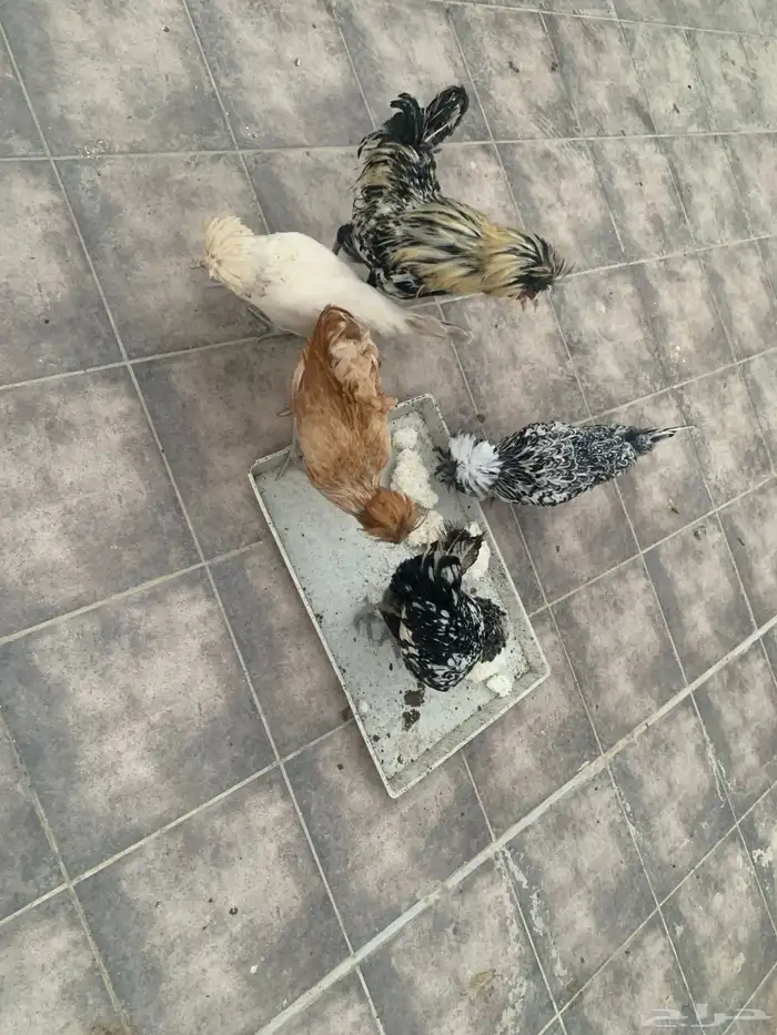 دجاج بولش 0