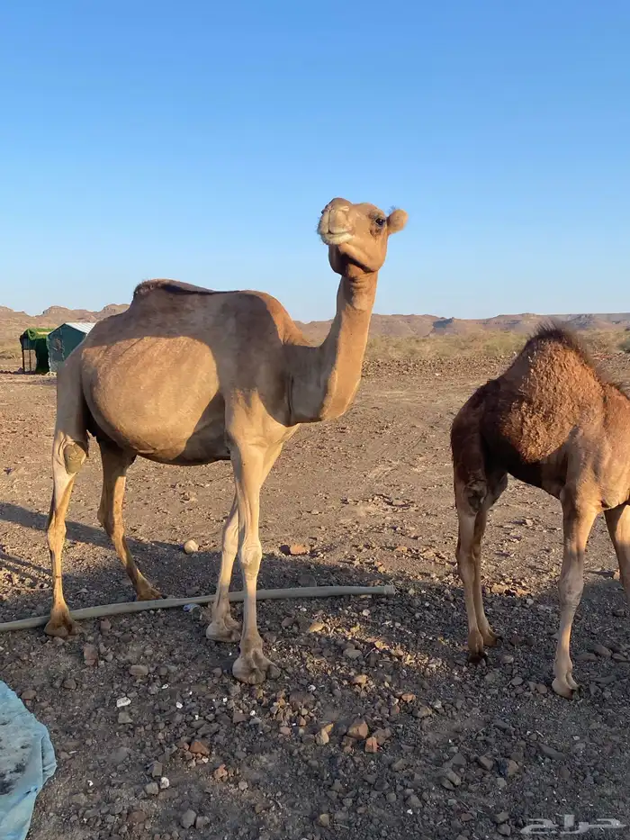 للبيع ناقه 1