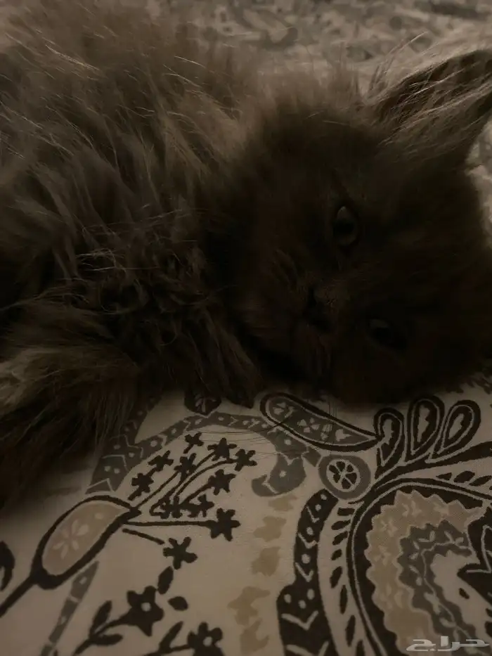 قطة نيرويجي 2