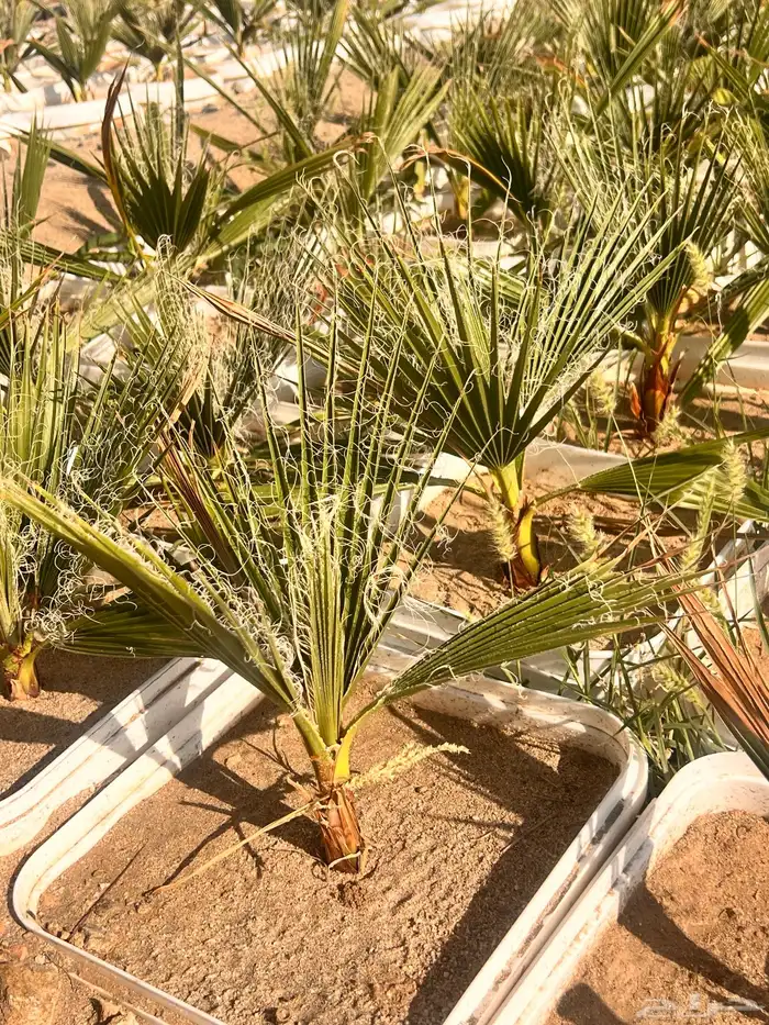 نخيل واشنطونيا (بسعر الجمله ) فرصه استثمارية 0