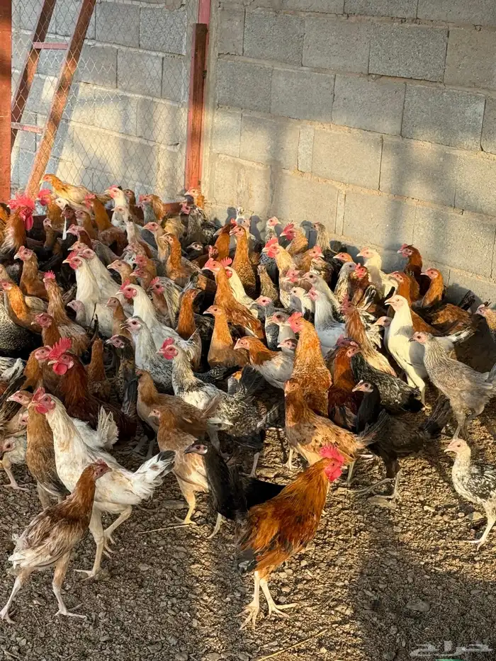 دجاج بلدي للبيع العمر فوق ست شهور 6
