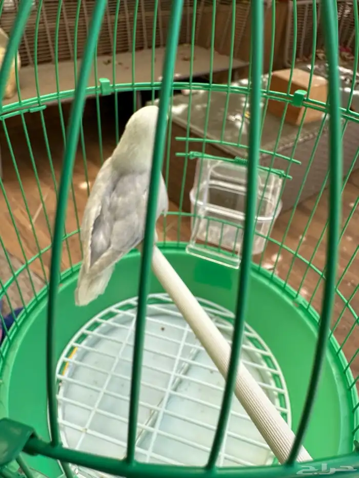 انثى روز بلد ابلاين للبيع 6
