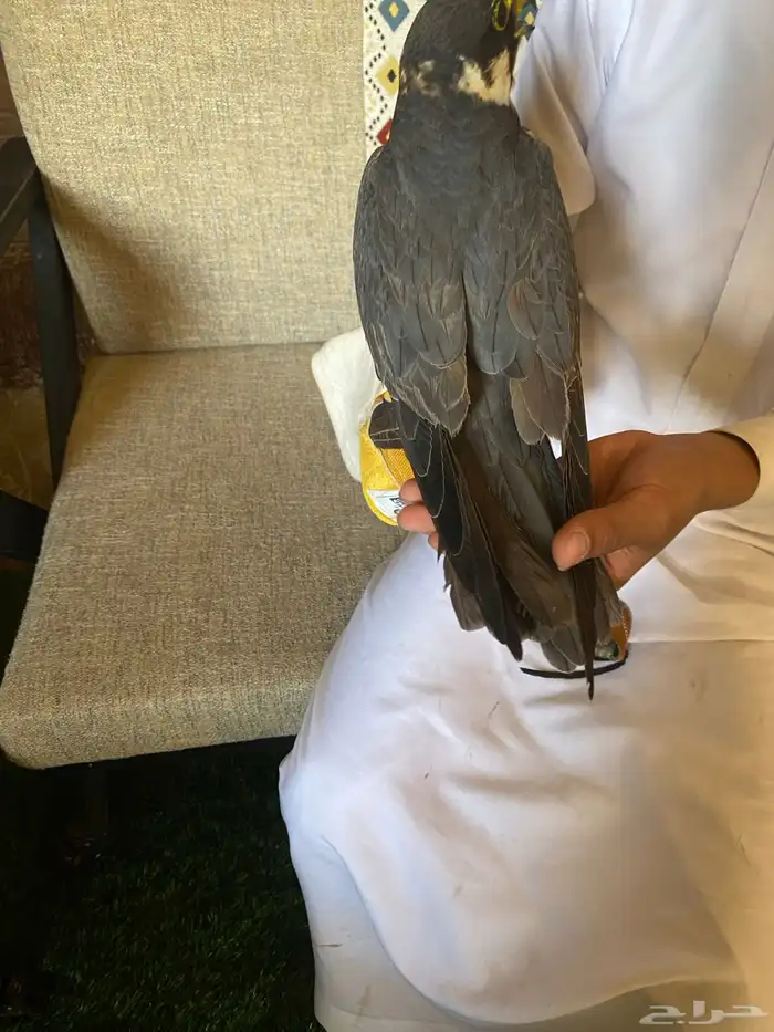 طير بكه او جليميه طرح اليوم 6