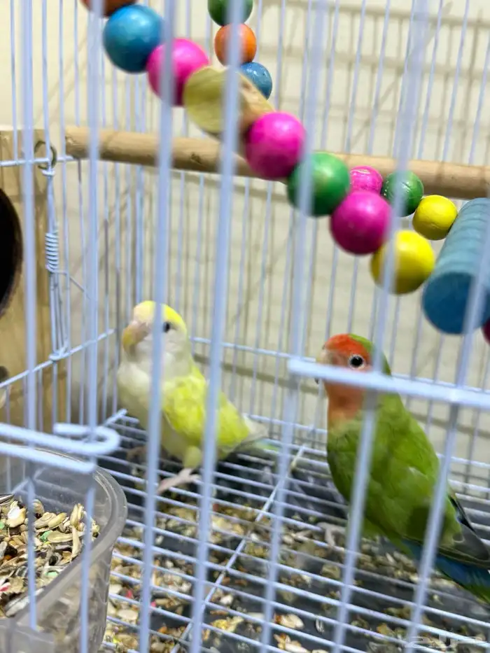 زوج روز 3