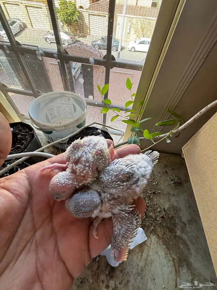 جوز بادجي فاخر مع فرخين 5