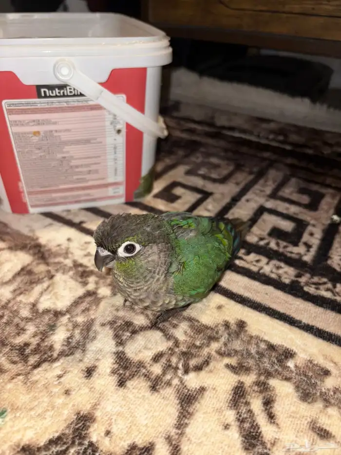 كنيور بلو شيك تم البيع 3