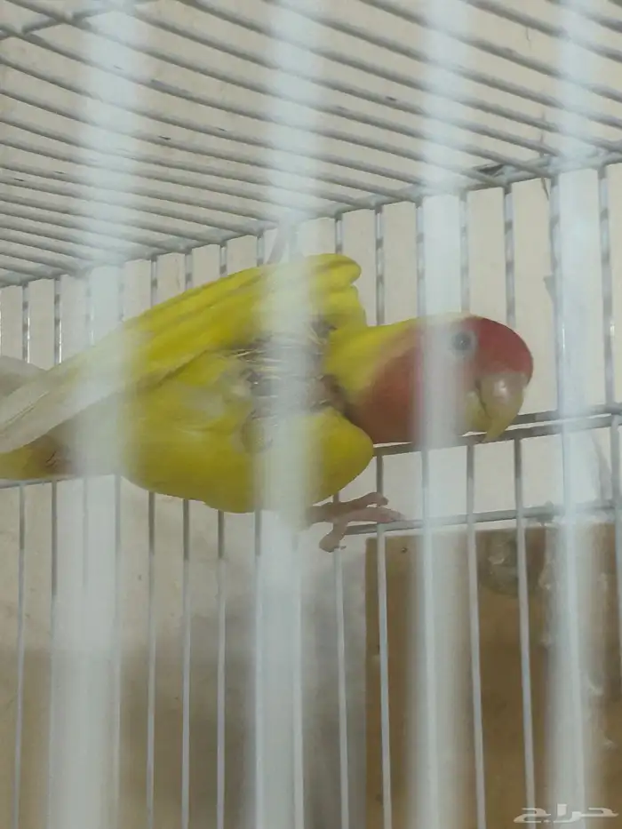 جوز روز منتج 0