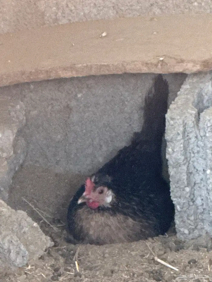 دجاج للبيع عربي 10