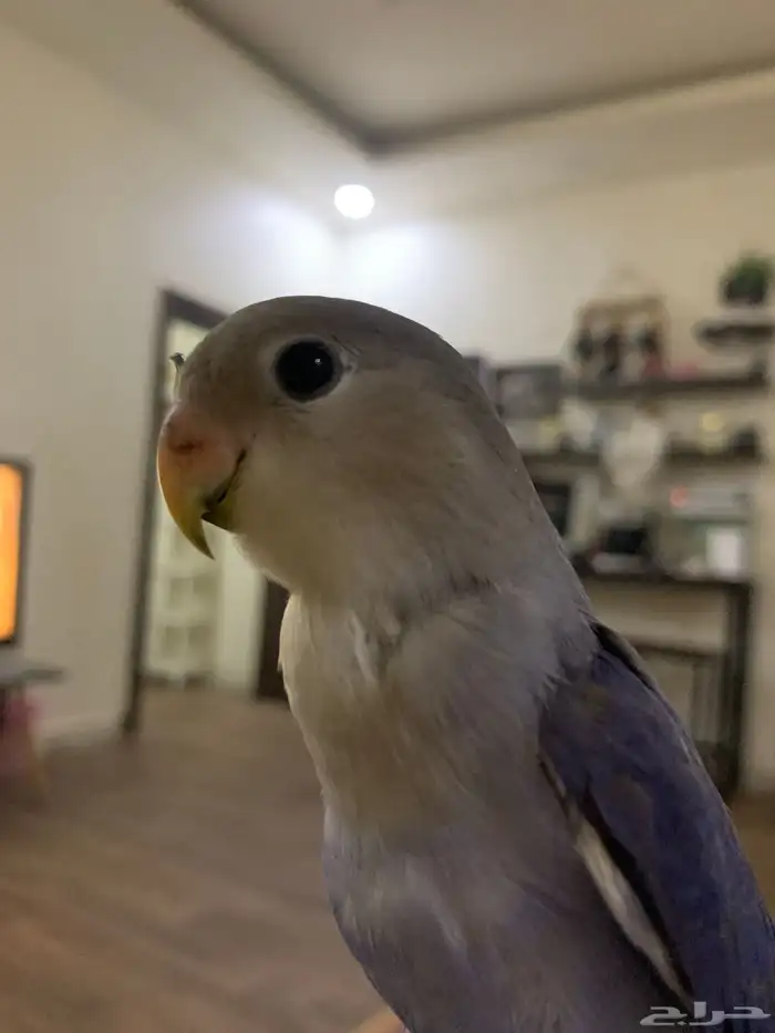 جوز روز اليفين جدا جدا جدا 15