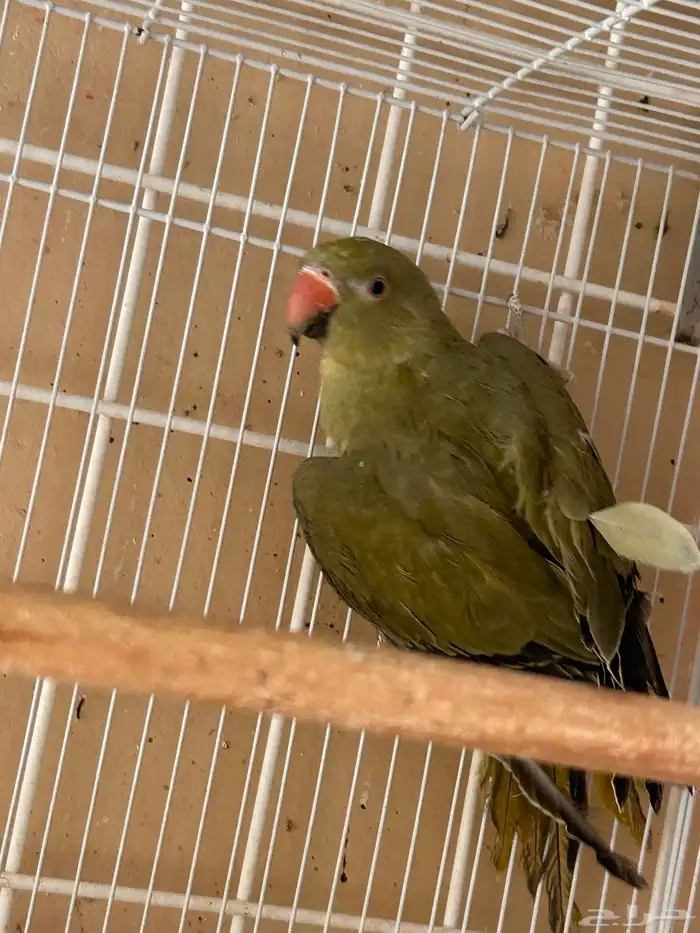 ببغاء درة  ذكور بشهادات تحليل صحة 100 2