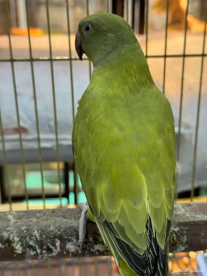 للبيع انثى قرين اوبلاين (طفرة) جاهزة للانتاج 1