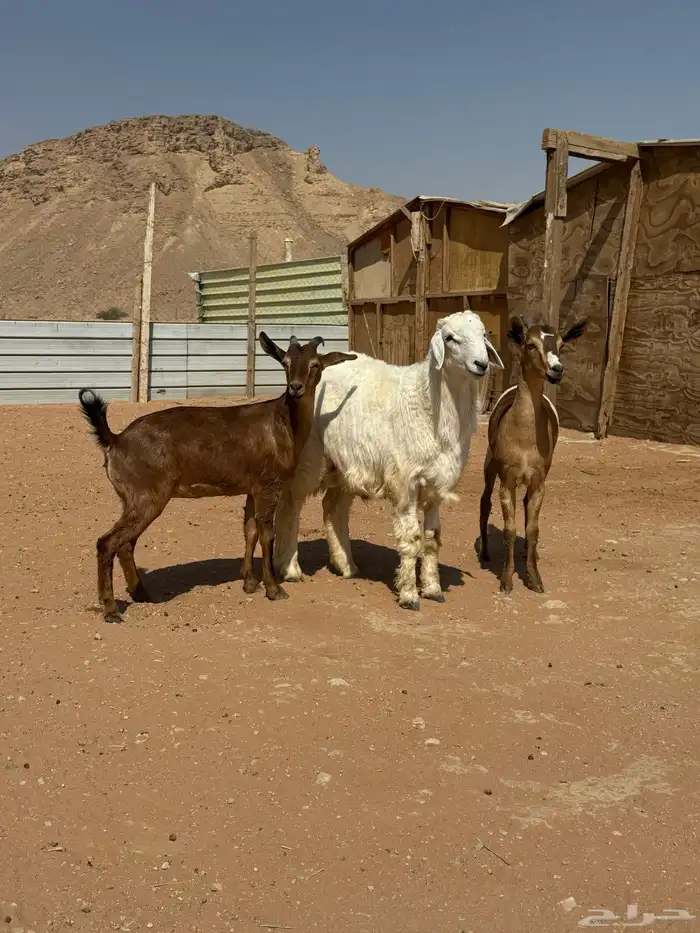 عدد اثنين جفرات وخروف حري 0