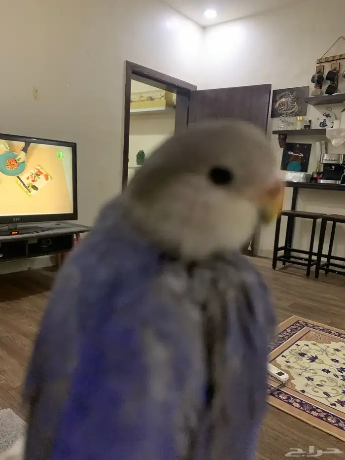 جوز روز اليفين جدا جدا جدا 21