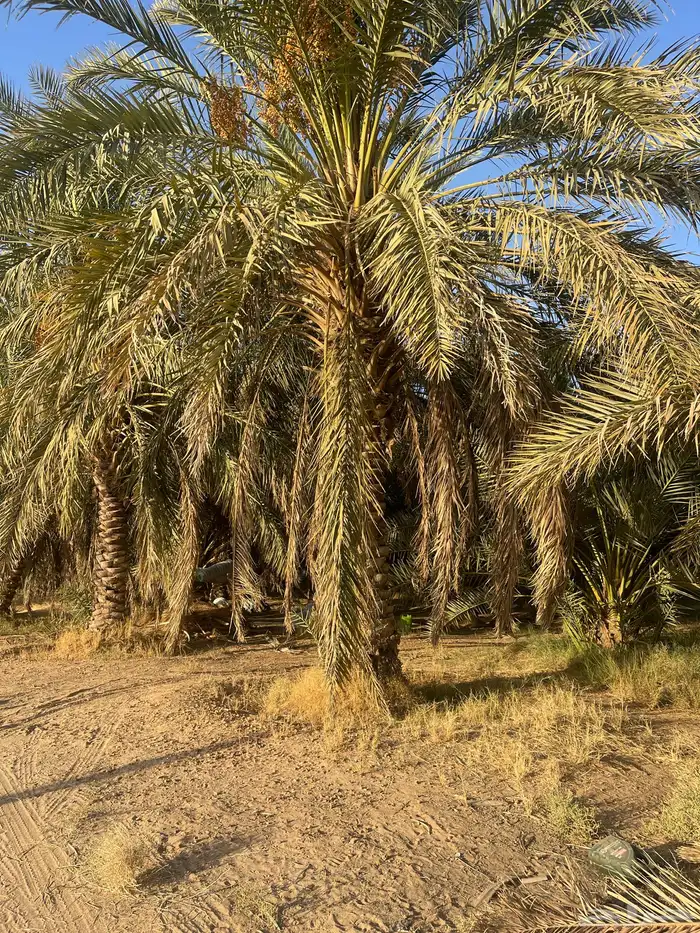 نخل 0