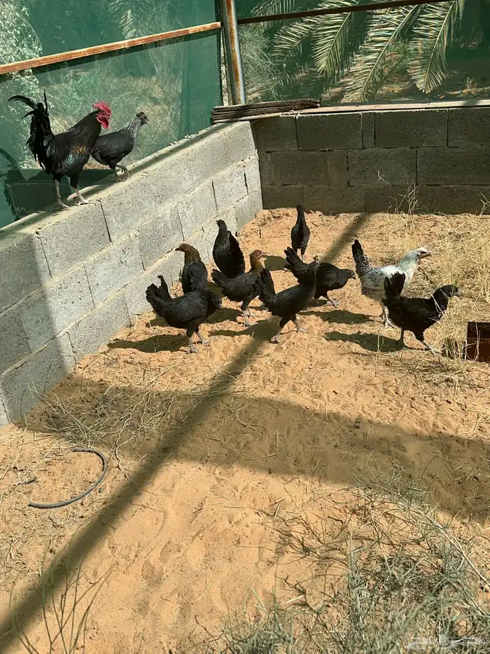 للبيع دجاج بلدي 0