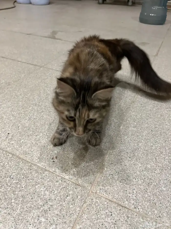 قط ضايع 2
