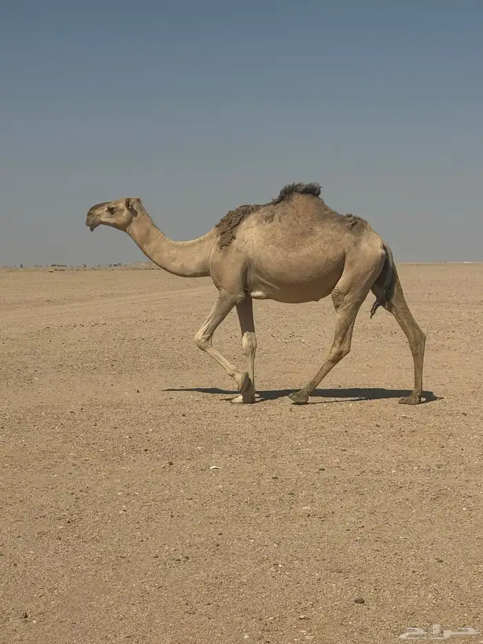 لقحه مشروطه 1