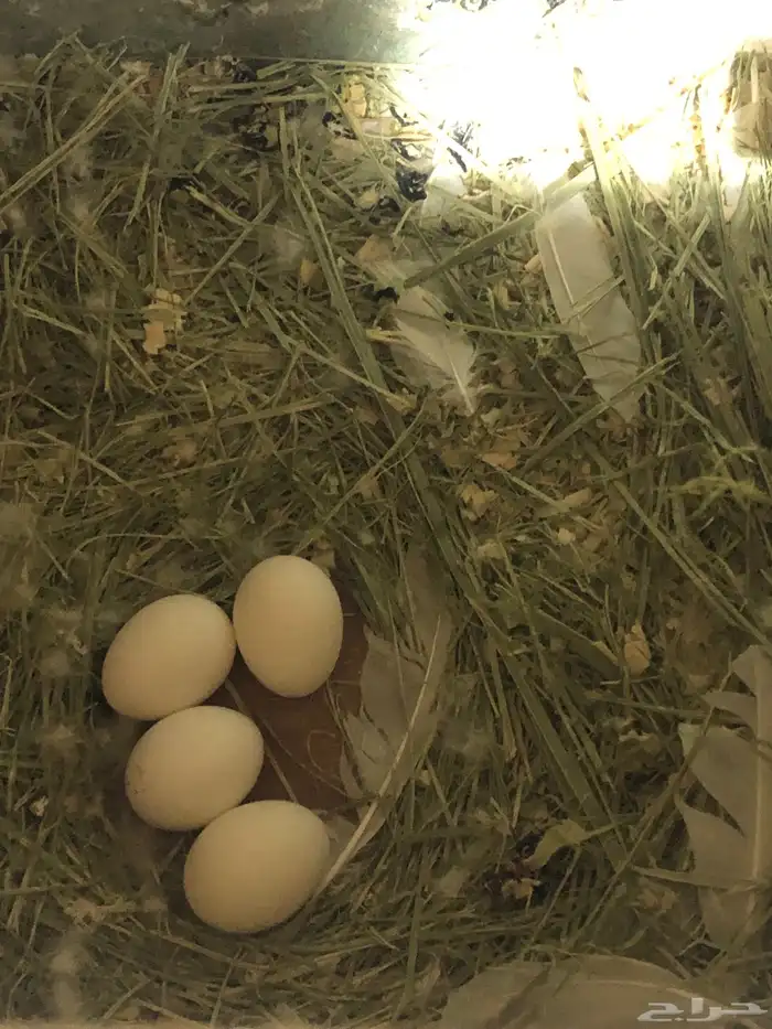 روز منتج 2