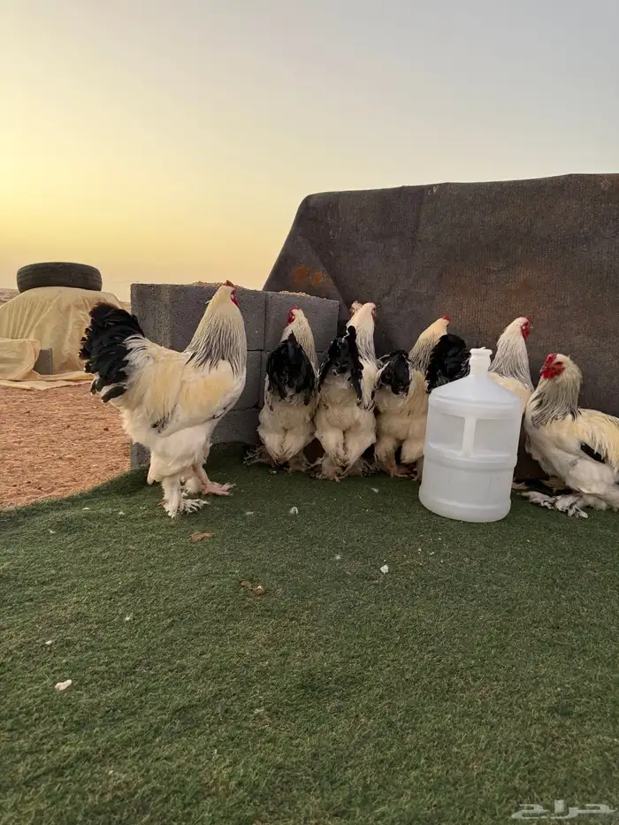 الجوف طبرجل 1