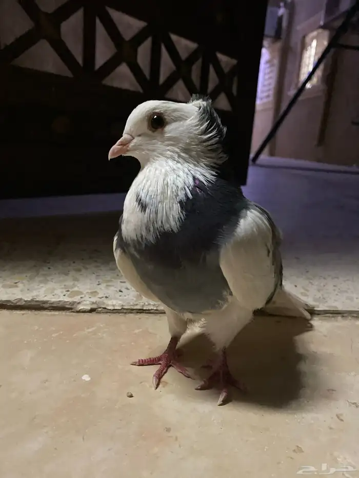 حمام 1