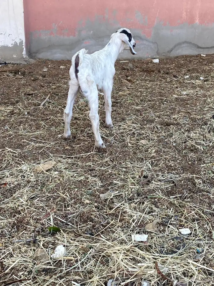 عنز خلفه 2