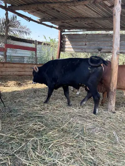 عجول حبتين الماني و جرسي index