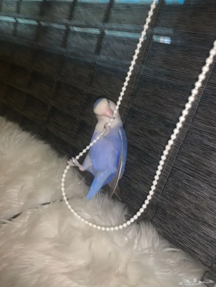 جوز روز اليفين جدا جدا جدا 22