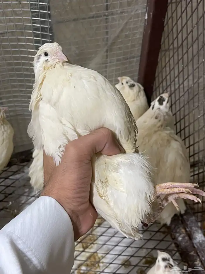 بيض سمان تكساس وبيض سمان تكساس هجين ايطالي 0
