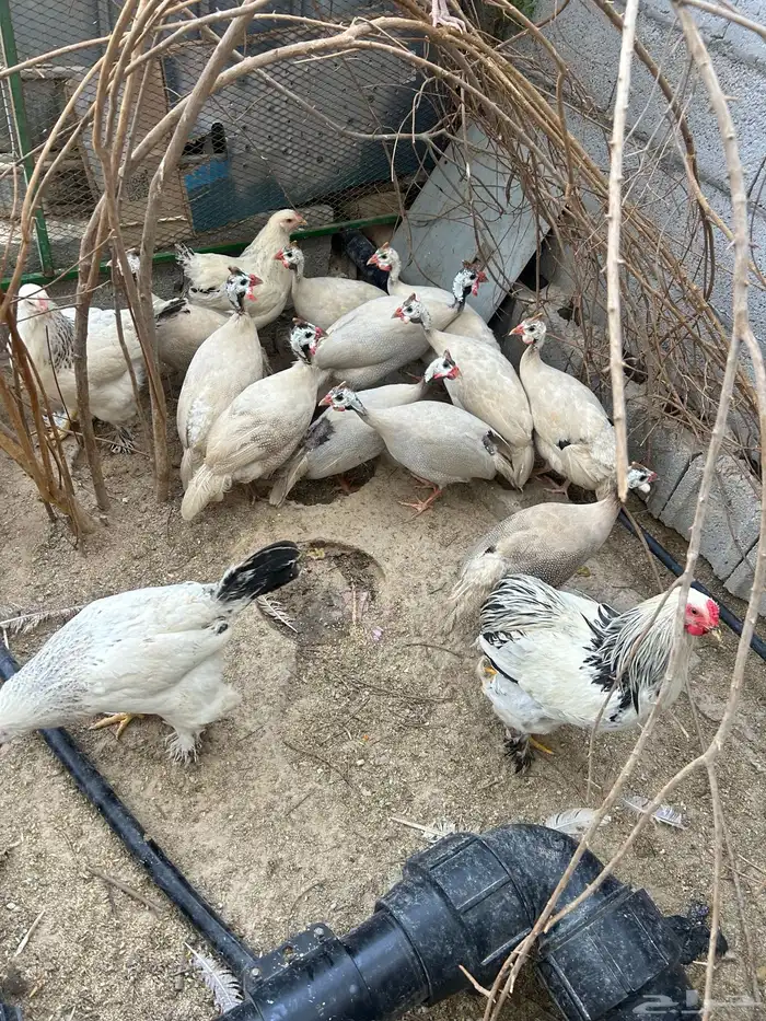 للبيع رومي و بط و دجاج حبشي 9