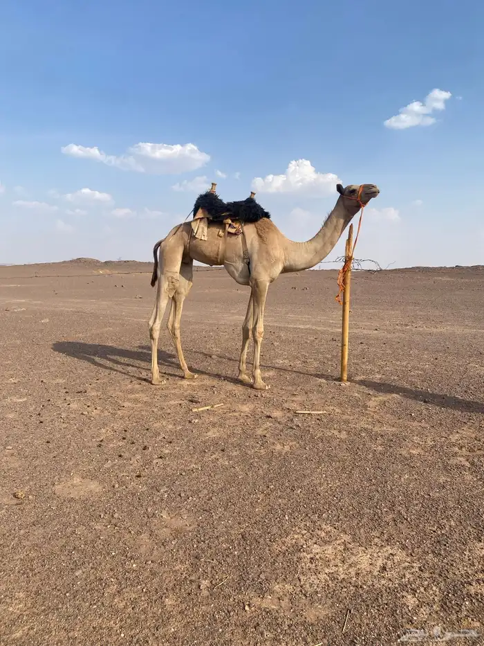للبيع قعود ركبي سنه لقي سليم من جميع العذريب 0