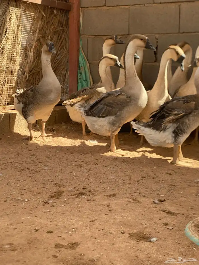 وز عراقي ذكور 1