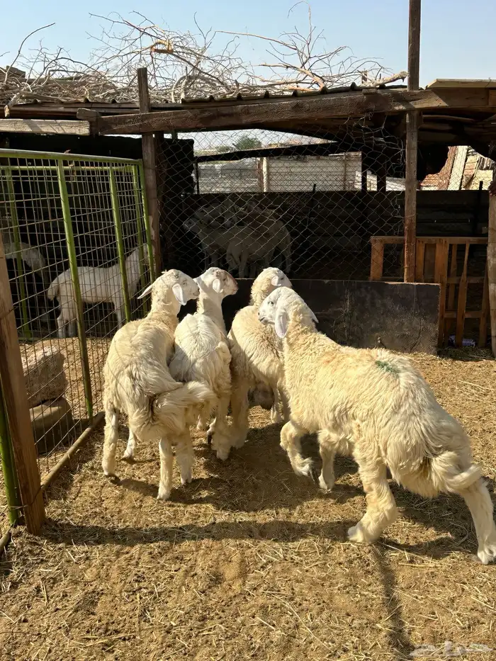 طليان حري ثلاجه مناسبات 5
