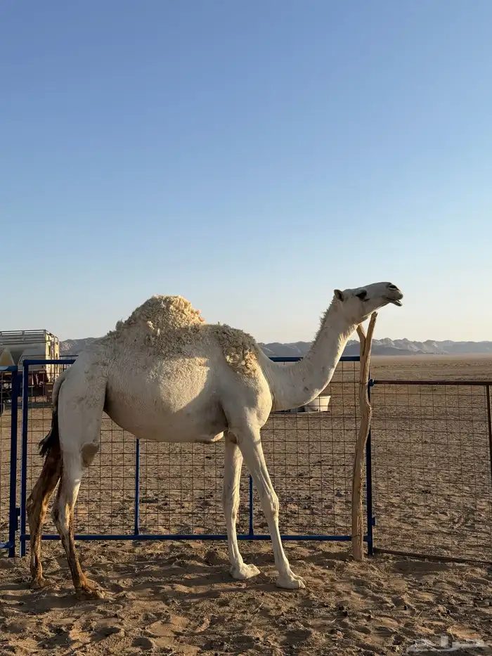 بكرى وضحاء 2