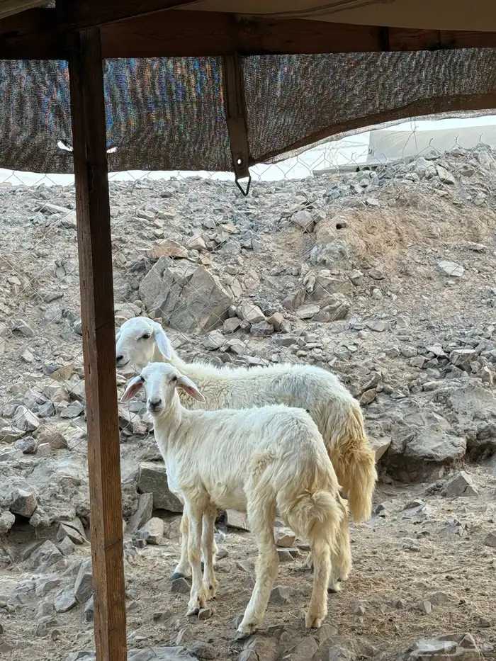 ثنتين رخال حريه 1