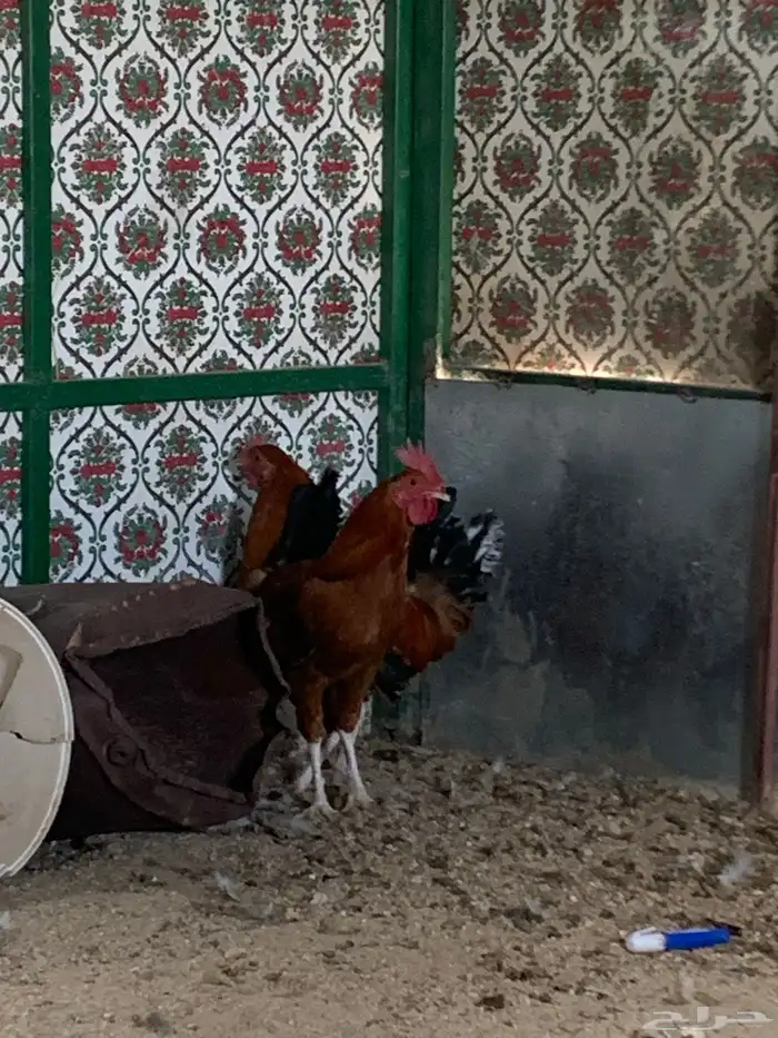 ديكين للبيع العدد  2 5