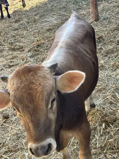 عجول حبتين الماني و جرسي index