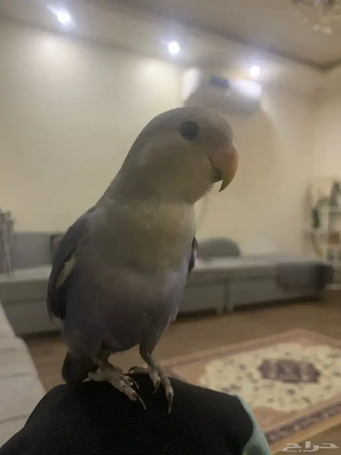 جوز روز اليفين جدا جدا جدا 14