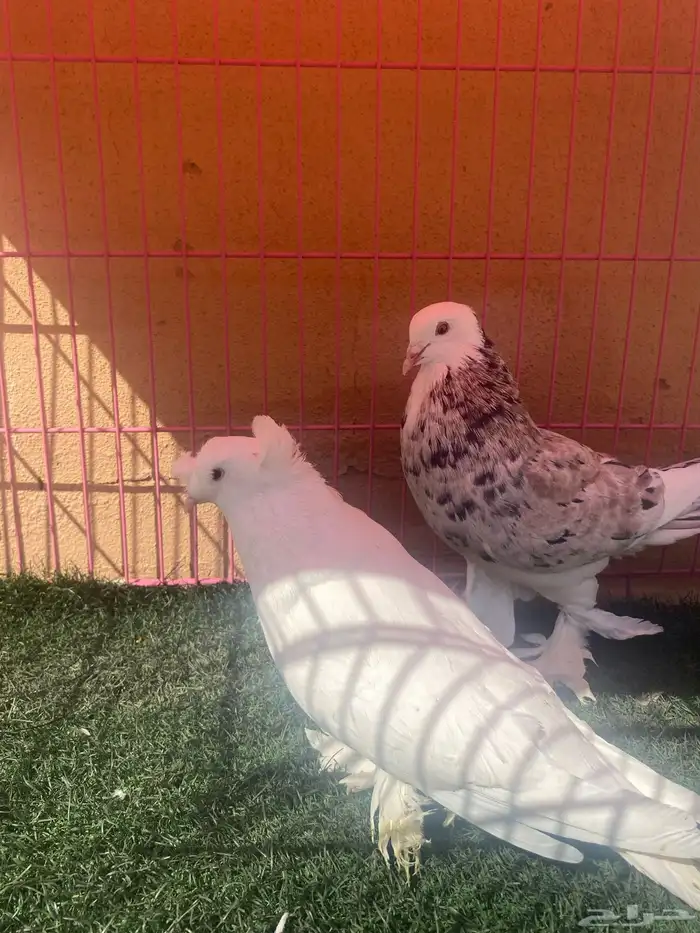 للبيع ازواج حمام 7