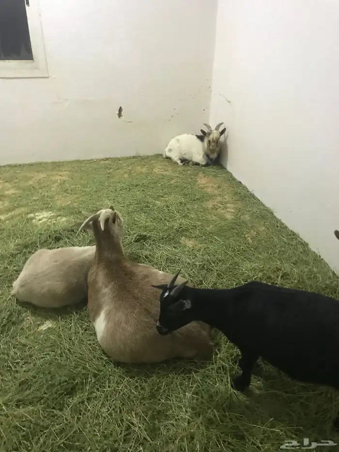 ماعز قزم 10