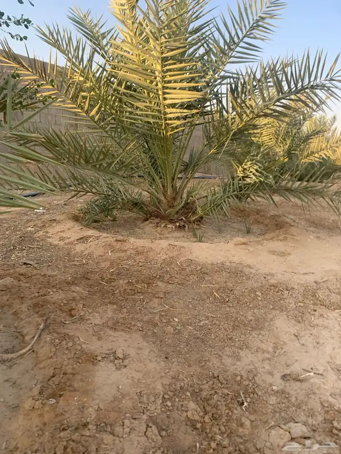 نخل 5