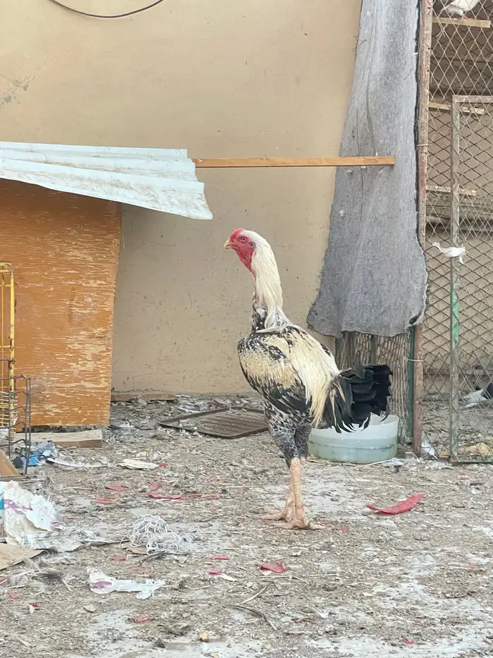 للبيع ديك باكستاني 1