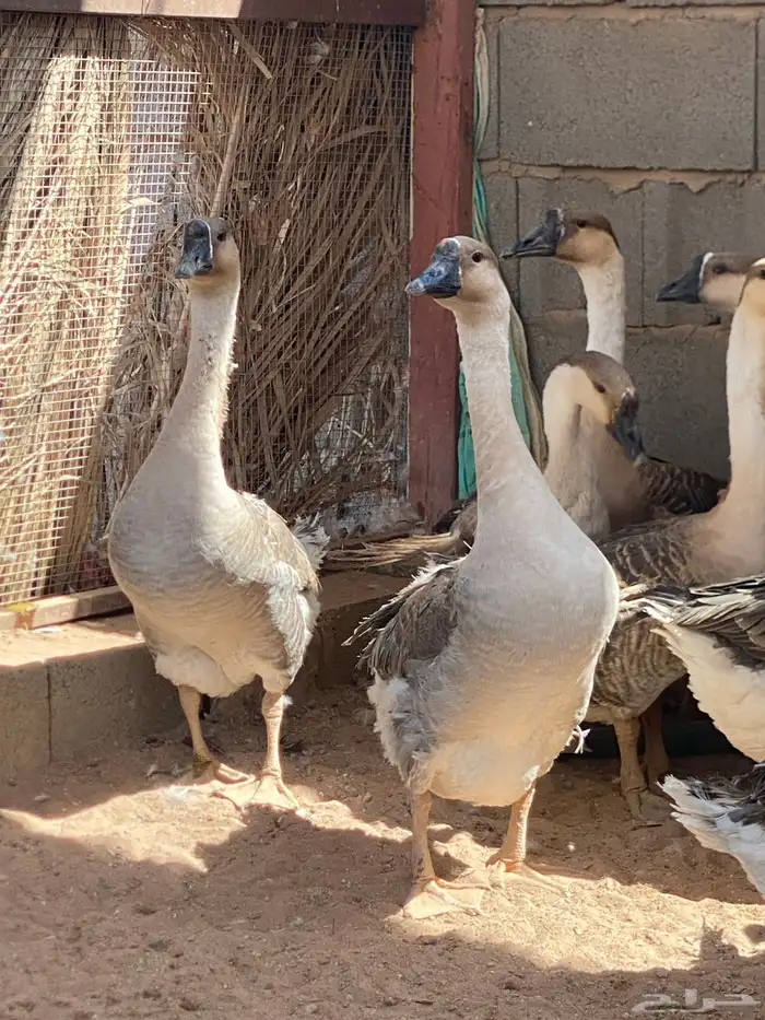 وز عراقي ذكور 4