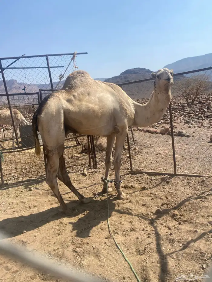 جمل حر كسيحان حر معه شهادته 0