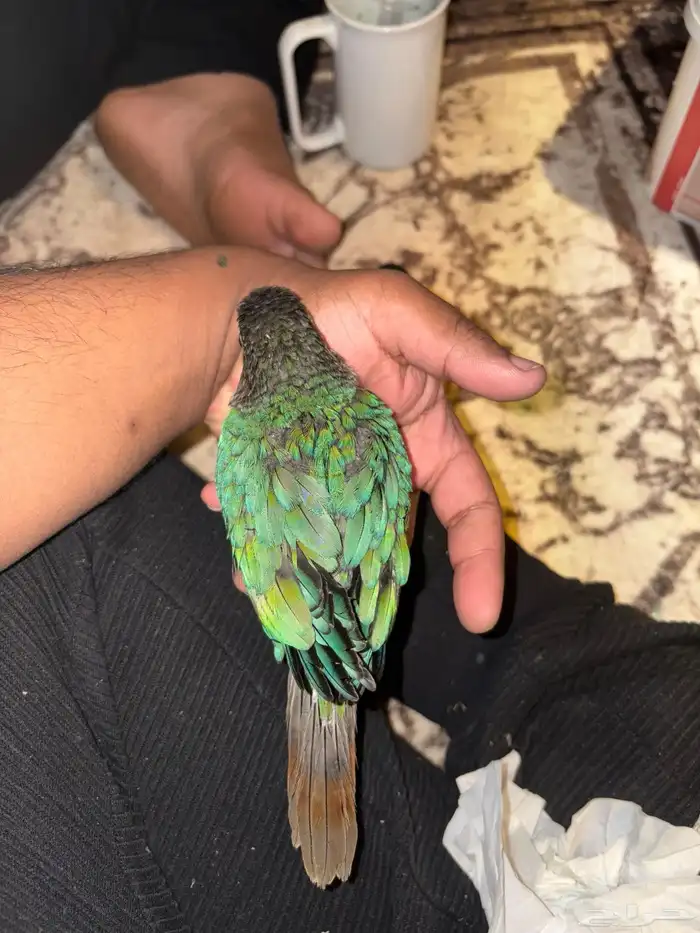 كنيور بلو شيك تم البيع 2