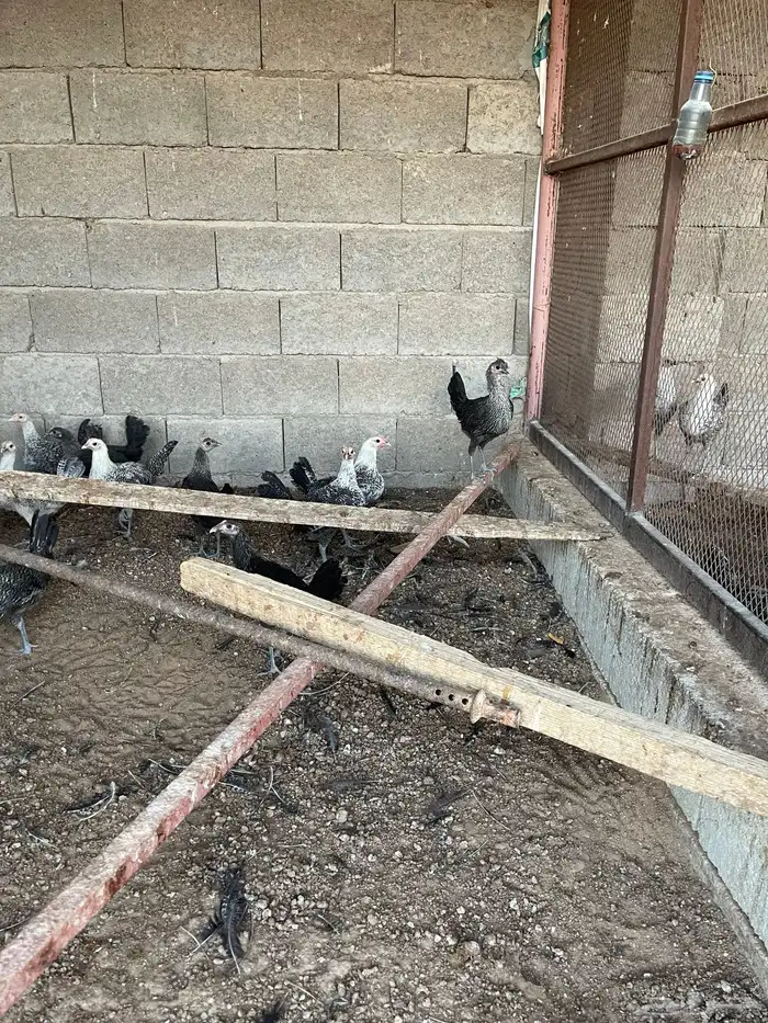 دجاج العمر 3 شهور 6