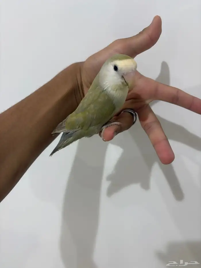 عله اليوم ما شاء الله تبارك الله أنثى للبيع حجم جامبو 3